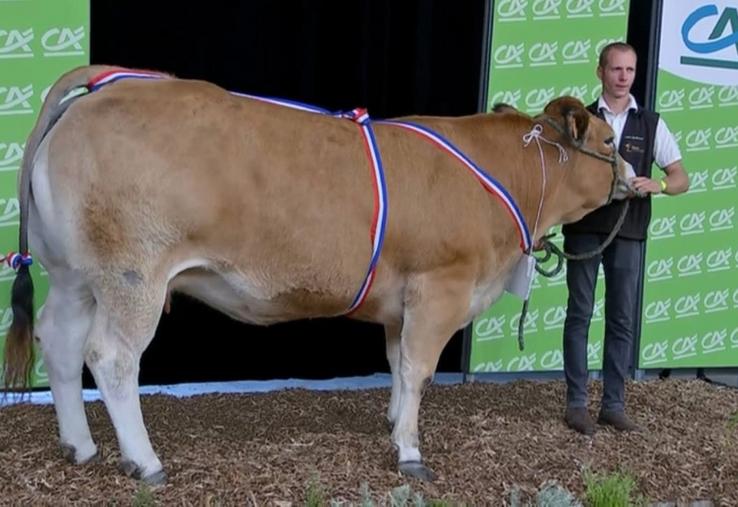 Tourene, championne vache du concours de la race parthenaise. 