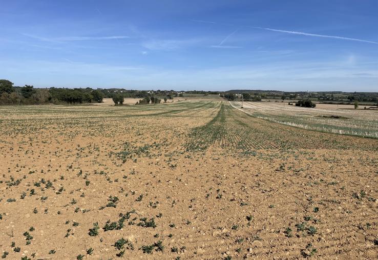Parcelle de colza, jeudi 24 septembre à La Pouëze.