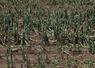 Les oignons semences sont déchiquetés chez Alexis Girard à Jumelles. Dans le même secteur, l'orage a couché des arbres dans les champs de maïs semences.