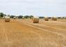 En Anjou, le nombre de  champs moissonnés augmentent progressivement. Mais la majorité des surfaces restent encore à récolter.
