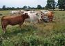 Les cas concernent des exploitations bovines, viande et lait.