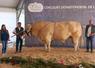 Roosevelt, grand prix d'honneur mâle au concours charolais.