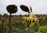 Parcelle de tournesol dans le Segréen, le 17 octobre. Seuls 30 % des graines, par rapport aux prévisions de récolte, sont actuellement collectées. 