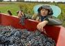 Sur une parcelle de cabernet franc en appellation Anjou Villages Brissac, mardi, Victor Robion se hâte de vendanger avant que la pourriture n'atteigne les baies.