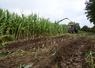 Chantier d'ensilage, début octobre à La Séguinière. Ici, l'agriculteur a renoncé à semer du ray-grass et a laissé le sol tel quel pour l'hiver.