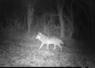 Une photographie du loup aperçu en Maine-et-Loire.