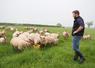 Florent Cesbron, ici en photo, et son associé Mathieu Chauvé, ont fait vacciner leur troupeau de rouge de l'Ouest contre la fièvre catarrhale ovine.