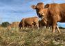 Faire pâturer du foin sur pied aux vaches gestantes n'a pas d'impact significatif sur les performances zootechniques des animaux.