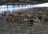 321 animaux maigres étaient proposés à la vente lundi 19 mai, dont 225 broutards. Chaque abattoir dispose d'une case pour rassembler les animaux achetés au marché. Antoine Giret, co-associé du négoce SAS Giret-Cailleau.