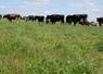 Paddock au 2 juin. Sauf en période de forte pousse, les vaches ne reviennent sur les paddocks que tous 21 à 23 jours. 