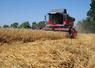 Sur la SAU de 250 ha, les éleveurs implantent 73 ha de blé, 11 ha de triticale, 15 ha de colza et, ici, 4 ha d'orge.