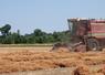 Récolte à Loire-Authion (La Bohalle), jeudi 3 juillet. Sur cette parcelle semée le 15 mars, le rendement a été très satisfaisant avec 25 qx/ha récoltés. 