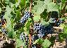 Au domaine vignes biches, au Vaudelnay, les premiers coups de sécateurs ont été donnés le 18 août.