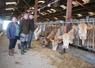 Caroline Burgevin, Corentin Gasté et Jean-Marc Burgevin devant le troupeau de blondes d'Aquitaine.