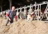 Clément Rousteau devant le troupeau de génisses normandes et montbéliardes de l'élevage.