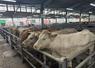 Le foirail intercommunal de Châteaubriant peut recevoir jusqu'à 2 400 animaux sous la halle couverte.