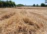 Moisson de blé en juin à Longuenée en Anjou.
