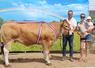 Versailles du Gaec Maison Braud à Maulévrier, élue "meilleur animal du concours".