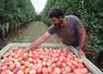Sébastien Blanchet, arboriculteur, vérifie la coloration des Gala en palox : les pommes insuffisamment colorées seront écartées. À droite : des pommes au sol en quantité, et des calibres de poires restreints. 
