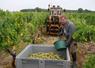 La vendange a commencé mercredi 19 août au Château du Fresne à Bellevigne en Layon (Faye d'Anjou). En haut à droite, un des associés, David Maugin. En-dessous, des baies flétries par le soleil. 