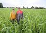 Marie-Line Faure et Florence Léon, conseillères agronomie à la Chambre d'agriculture, dans une plateforme de couverts du Gaec la Clé des champs, semée en juillet. À côté, la parcelle fin juillet et fin août.