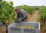 Avec un top départ le 10 août, les vendanges ont été très précoces en Anjou-Saumur.