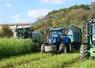 Chantier d'ensilage de sorgho, le 20 octobre à Cholet à l'EARL la Bouffée d'herbe, par la Cuma l'Alliance. L'ensileuse est équipée d'un cueilleur adapté au sorgho.