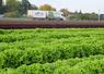 Semées semaine 35, ces salades seront les dernières de la saison cultivées en plein champ.
