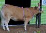 Tourene, championne vache du concours de la race parthenaise. 