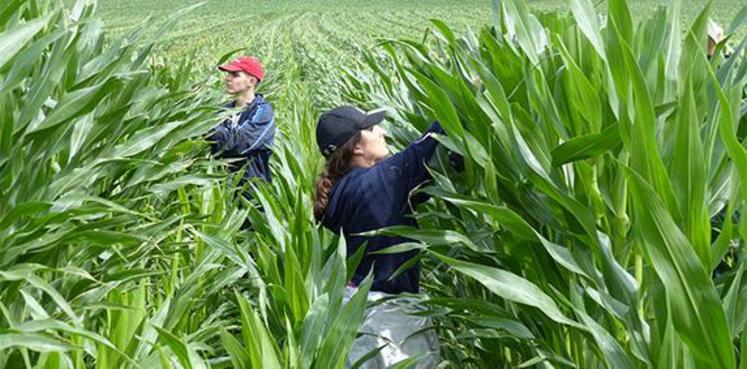 François et Pascale Pinson, co-gérants de l'EARL de la Pontelonnière à Broc, située entre Sarthe et Maine-et-Loire, élèvent 60 vache laitières et cultivent 140 ha. Leur rotation compte des céréales, du maïs fourrage et 55 ha de maïs semence pour la station Centre Sem.