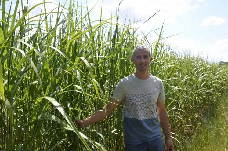 Le miscanthus peut atteindre la hauteur de 4m.