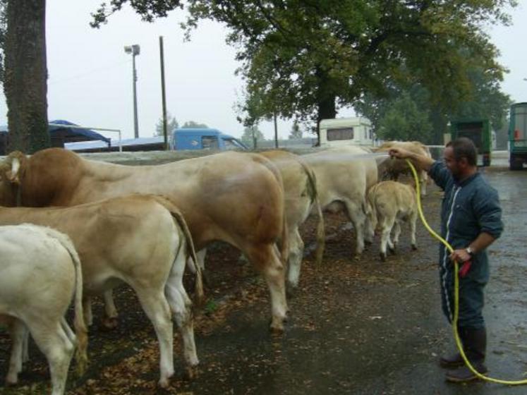 Les manifestations peuvent accueillir les animaux de toutes les zones sous conditions.