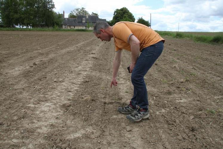 Marc Terrier, agriculteur à Brissac-Quincé, abandonnera le tournesol en 2016, au profit du colza.