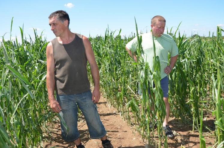 Pascal Tourneux et Christophe Landron, éleveurs à Angrie, estiment la perte sur le maïs à au moins 50 %.