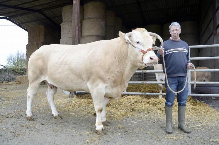 Patrick Lefort présente la vache Discrète au Concours général agricole (CGA) de la race blonde d’Aquitaine, qui se déroulera jeudi 2 mars après-midi. Elle sera présente tout au long du salon à Paris.