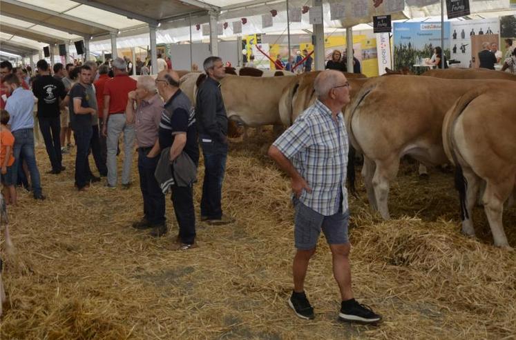 Lors d'une édition précédent de Festi'élevage.