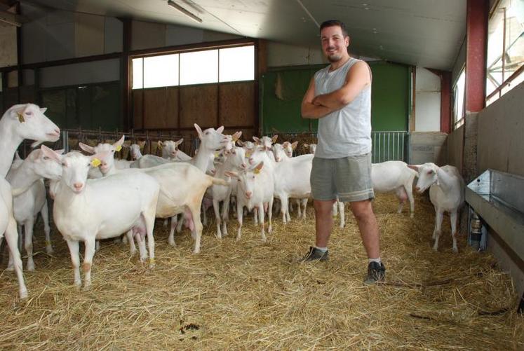 Pour son installation au sein du Gaec, Thomas Gaillard relance l’atelier caprin. L’expérience de ses associés dans cette filière est un atout qui a pesé dans la décision.