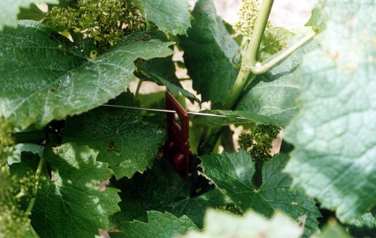 L’activité biocontrôle des membres d’IBMA France (90 % du marché) a augmenté de 25 % entre 2015 et 2016.