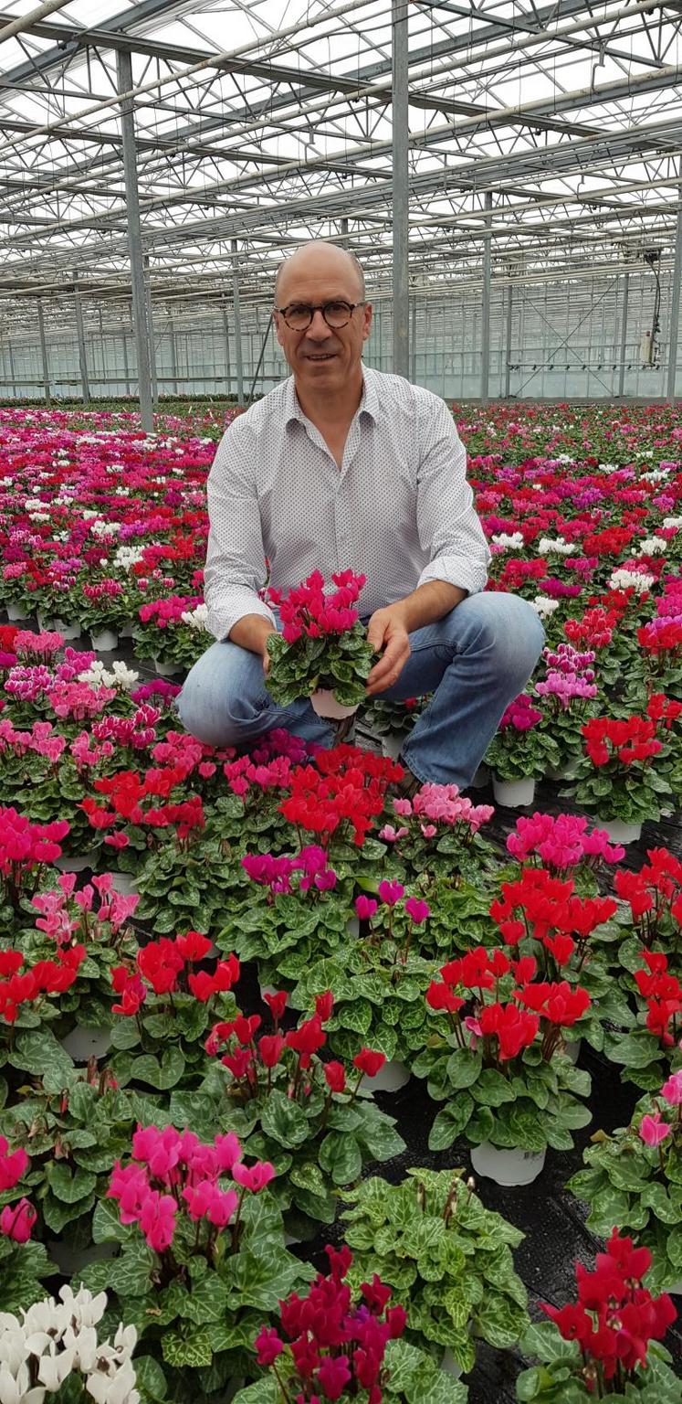 Dans les serres de Denis Baudonnière, les chrysanthèmes ont laissé place aux cyclamens.