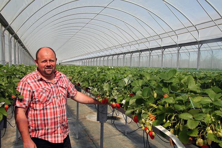 Alain Mabileau a commencé à récolter des fraises avec une semaine d’avance par rapport à une année classique.