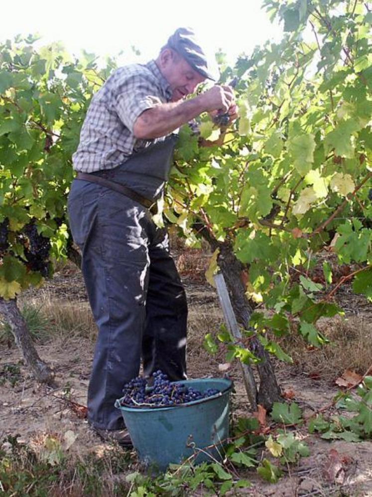 Comme la cueillette des pommes, les vendanges ont débuté avec une dizaine de jours d’avance.