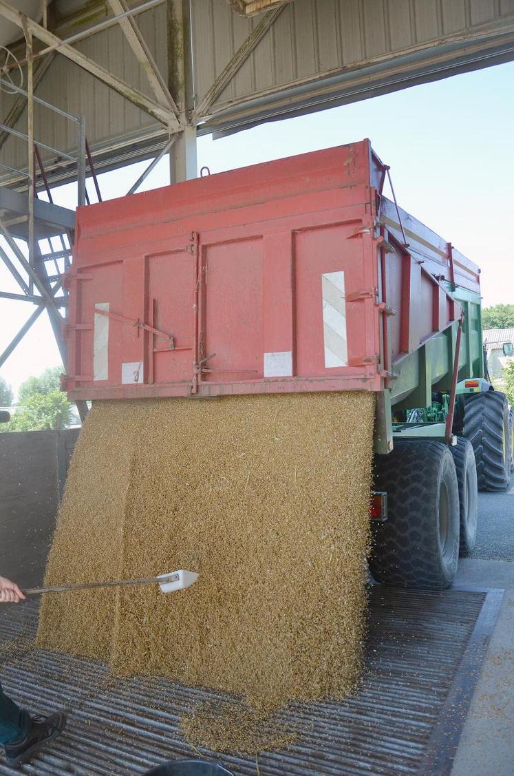 Livraison de blé dur, mercredi 16 juillet à Saint-Jean-des-Mauvrets.