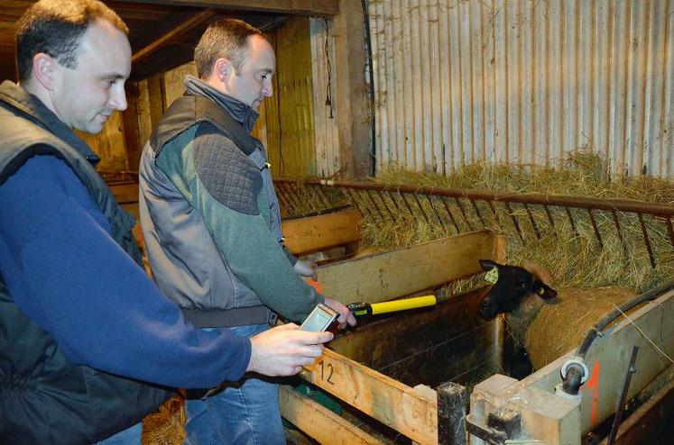 Grâce au lecteur de boucles électroniques, les éleveurs, Eric et David Rouillère, enregistrent les animaux dans le logiciel Ovitel.