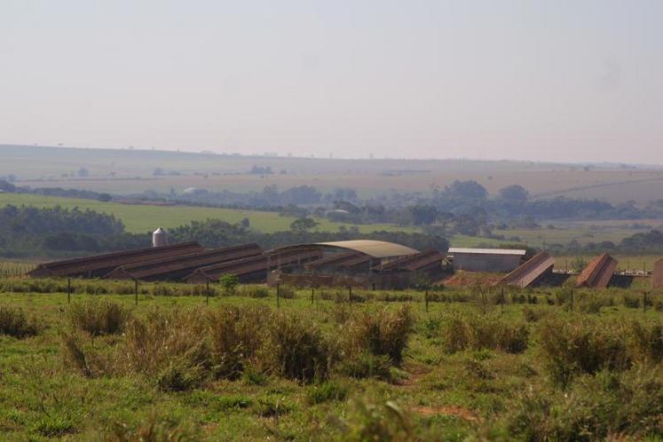 Élevage brésilien de volailles dans la région de Bastos, Brésil.