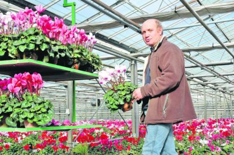 Gérard Saulais, producteur à Sainte-Gemmes-sur-Loire. Ses cyclamens sont produits en protection biologique intégrée.