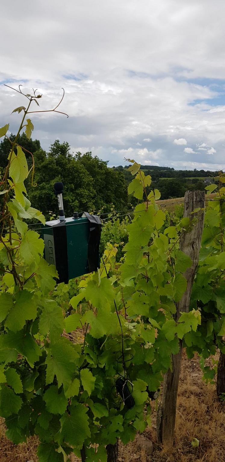 Des enregistreurs dont été placés dans le vignoble pour repérer les populations de chauve-souris.