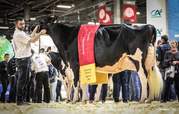 En plus du prix de grande championne, Du bon vent Janna Cama a gagné le premier prix de section femelle en 3e lactation, de meilleure mamelle et de championnat adulte.