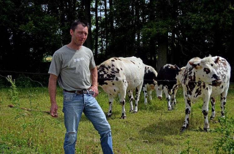 Coût alimentaire des vaches : l'optimiser grâce au maïs fourrage