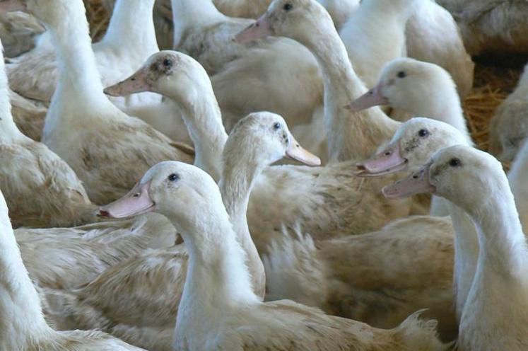 Fin officielle de l'épidémie de grippe aviaire : les éleveurs de canards vont souffler.