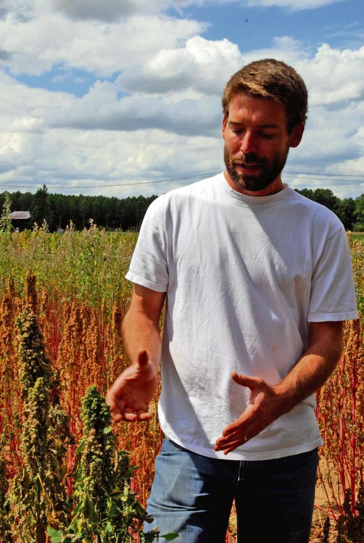 Depuis trois ans, Jason Abbott expérimente diverses variétés de quinoa, en Anjou.